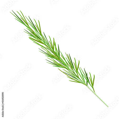 Rosemary green 