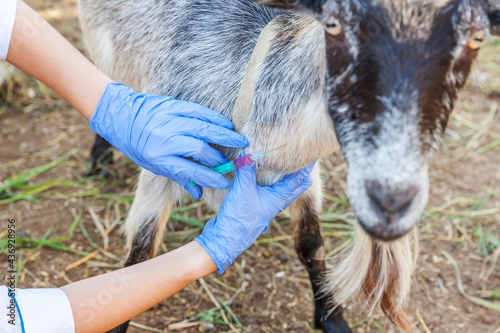 Veterinarian woman with syringe holding and injecting goat on ranch background. Young goat with vet hands, vaccination in natural eco farm. Animal care, modern livestock, ecological farming. © Юлия Завалишина