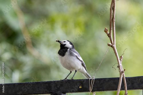 White wagtail 