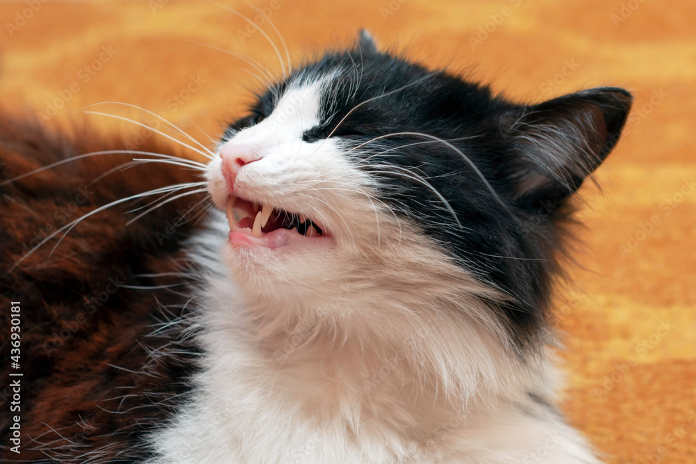 Sneezing cat close-up. A cat's head with an open mouth and visible teeth. illustration of infection in cats, signs of pet disease, or allergies.