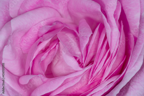 Fototapeta Naklejka Na Ścianę i Meble -  close up of beautiful pink peony flower