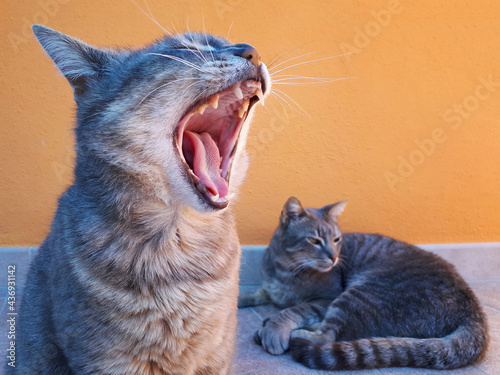 Foto Very cute cat yawning with its mouth wide open. Grey tabby cats.