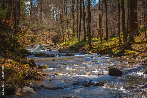 Obraz na płótnie Beautiful river in spring forest, Bieszczady mountains, Poland w salonie