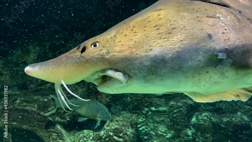  Sturgeon jaw close up underwater fish floating photo