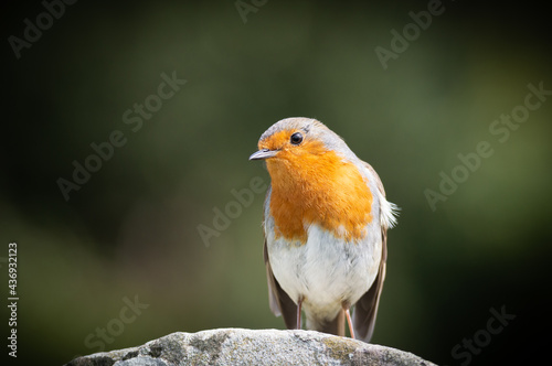 Robin on a gravestone looking downwards © Estuary Pig