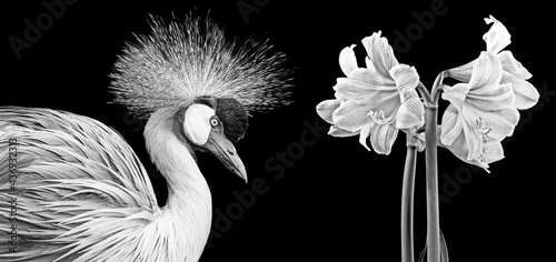 African Crowned Crane - Balearica regulorum gibbericeps photo