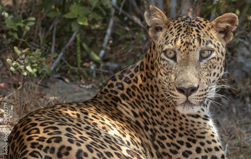 close up of leopard; Big male leopard stare; Sunshine on leopard face; sun on leopard; leopard in the sun; leopard in sunlight