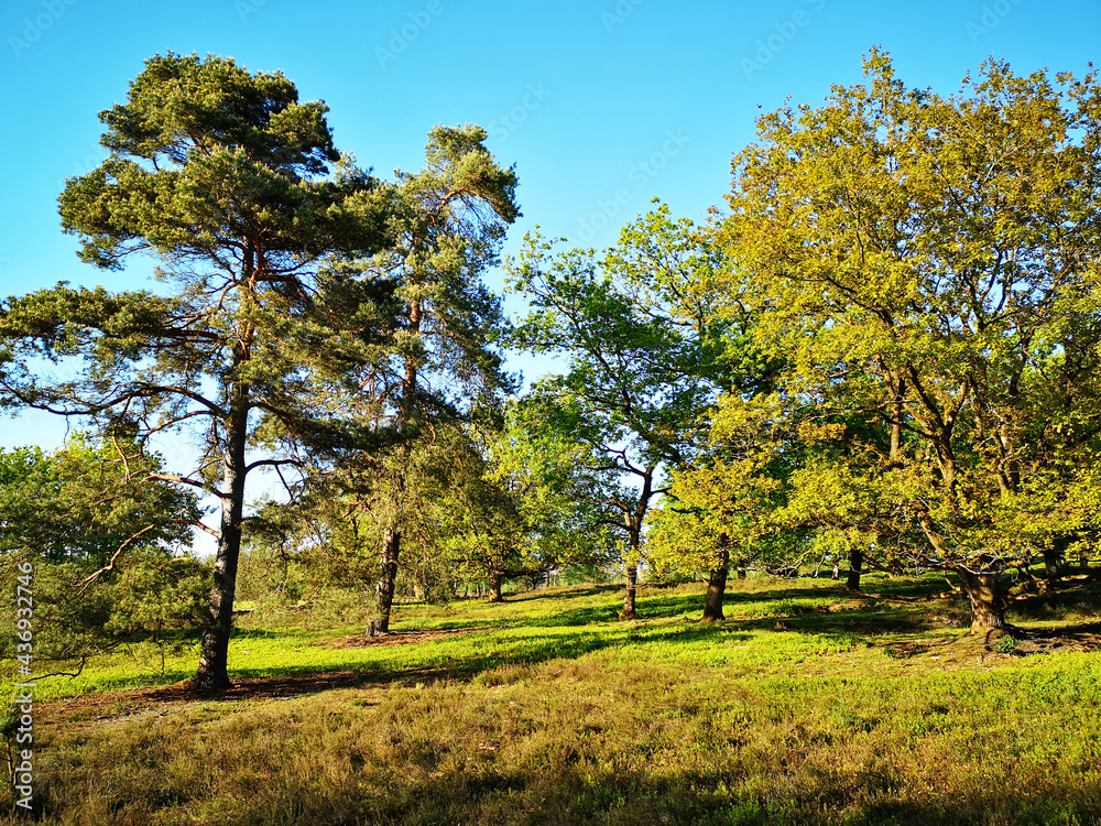 Landschaft in der Lüneburger Heide im Frühling Landschaft in der Lüneburger Heide im Frühling