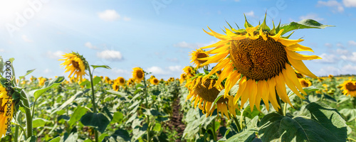 Scenic booming rows of green yellow sunflowers plant plantation field meadow against clear cloudy blue sky horizon bright sunny day. Nature country rural agricultural landscape. Wide panoramic banner