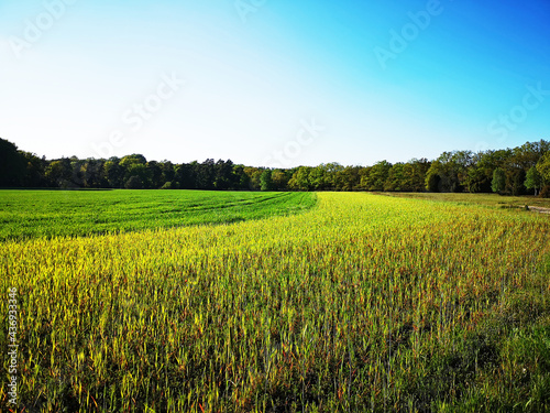 L  neburger Heide Feld im Abendlicht