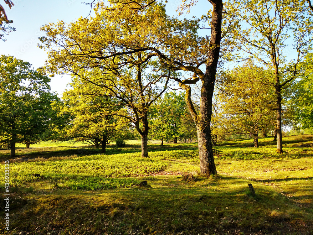 Lüneburger Heide Bäume am Wanderweg