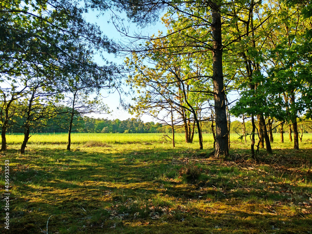 Lüneburger Heide Bäume und Feld