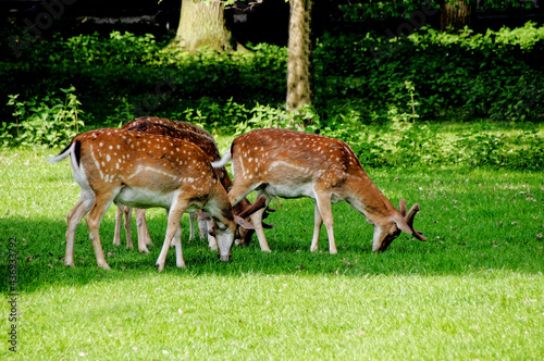 Hannover Tiergarten