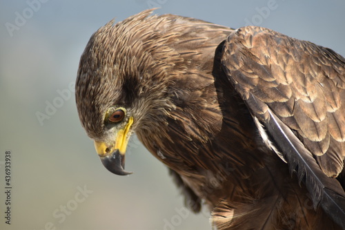 Eagle 