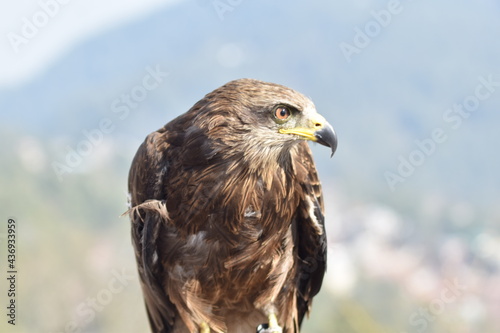 Eagle 