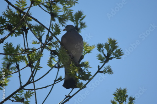 A pigeon on a tree branch 