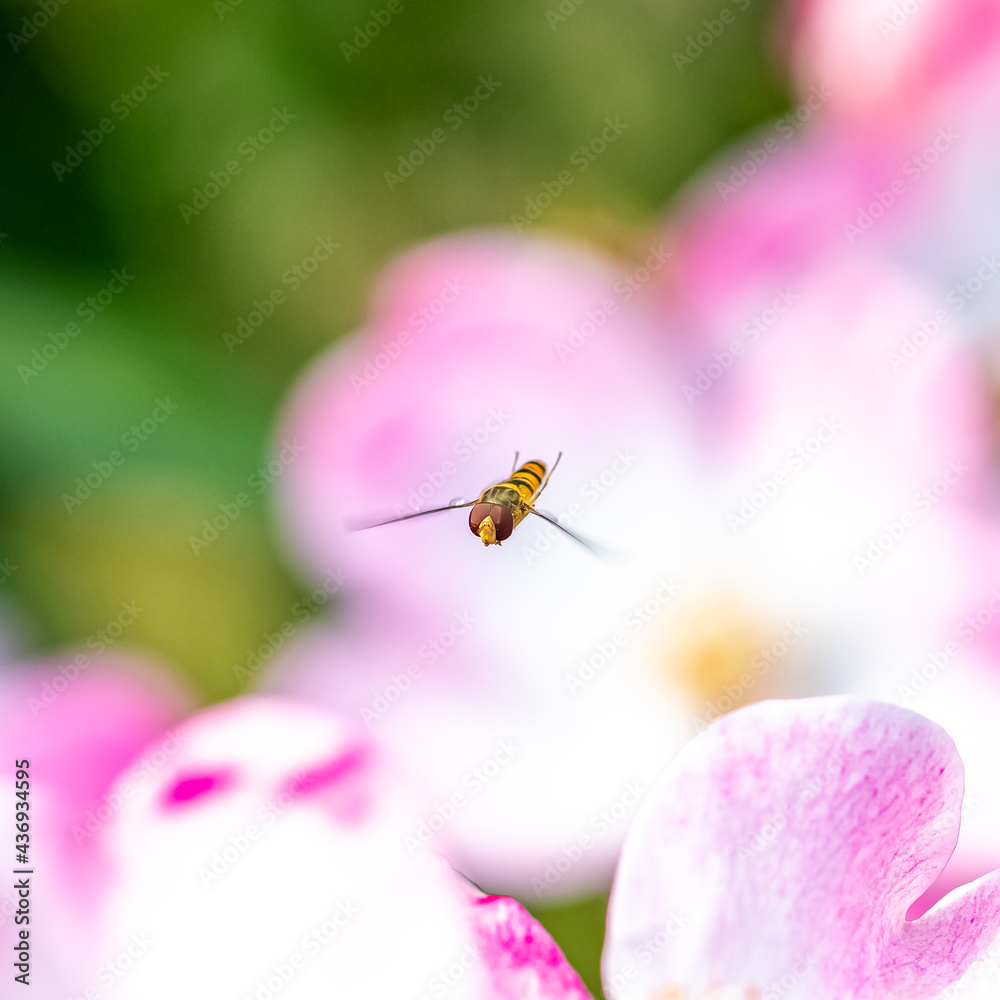 Hoverfly, beautiful insect flying, above a rose
