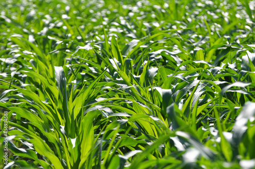 Corn grows in the field