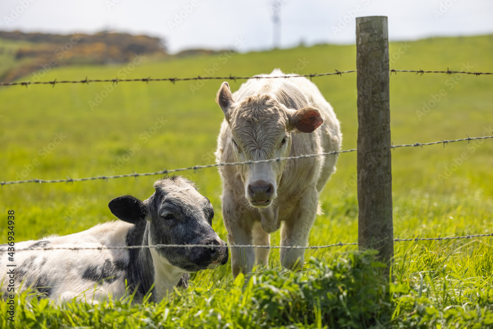 Obraz premium Couple of Cows resting in Yorkshire
