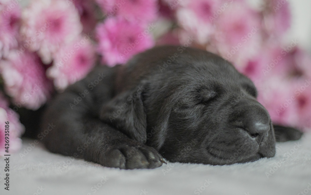 Fototapeta premium black labrador puppy and bones toys 