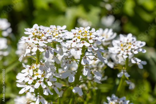 White Flowers in the Spring