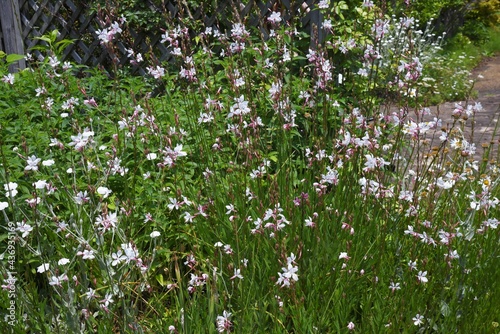 Bee blossom（Gaura). Onagraceae pennial grass. 