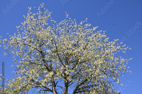 Blossoming cherry tree, Prunus avium, in spring photo