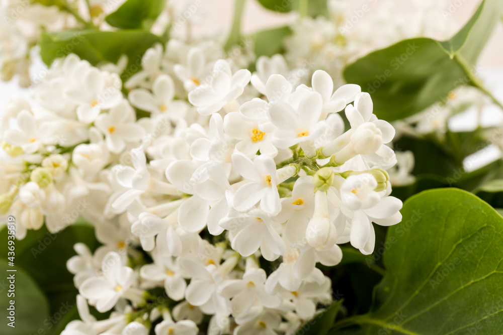 beautiful blooming white lilac flowers. Macro photo. Blossoming common Syringa vulgaris lilacs bush white cultivar. beautiful blooming white lilac flowers. Macro photo. Blossoming common Syringa vulgaris lilacs bush white cultivar.