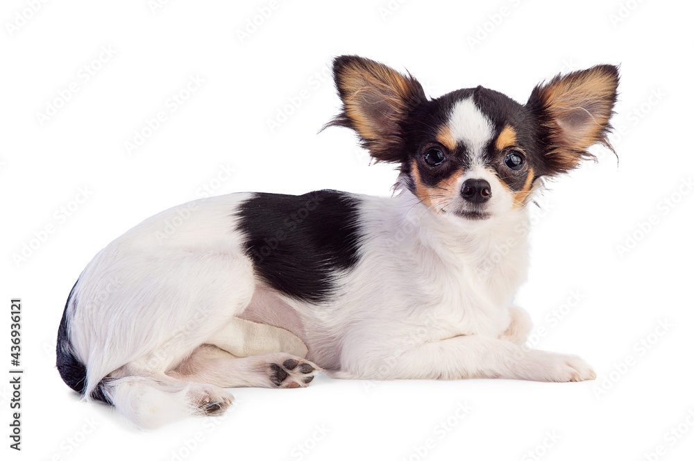 Young Chihuahua lying with a bandage after an operation