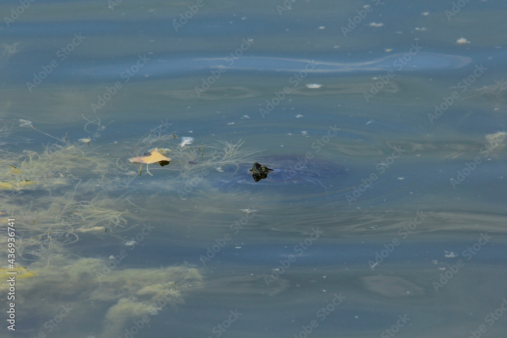 Turtle raising it's head out of the water to see what's going on at Sterling Lake in Sterling Kansas USA that's bright and colorful. Turtle raising it's head out of the water to see what's going on at Sterling Lake in Sterling Kansas USA that's bright and colorful.