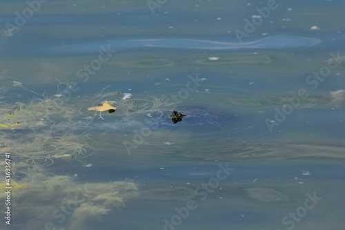 Turtle raising it's head out of the water to see what's going on at Sterling Lake in Sterling Kansas USA that's bright and colorful.