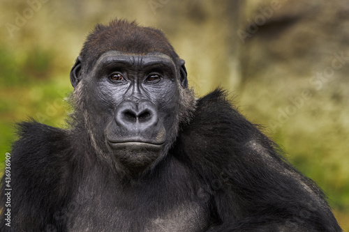 2021-03-10 CLOSE PHOTOGRAPH OF A LARGE MALE GORILLA © Michael J Magee
