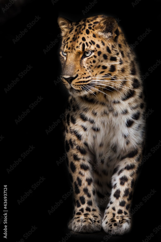 Obraz premium A calm and confident leopard looks condescendingly