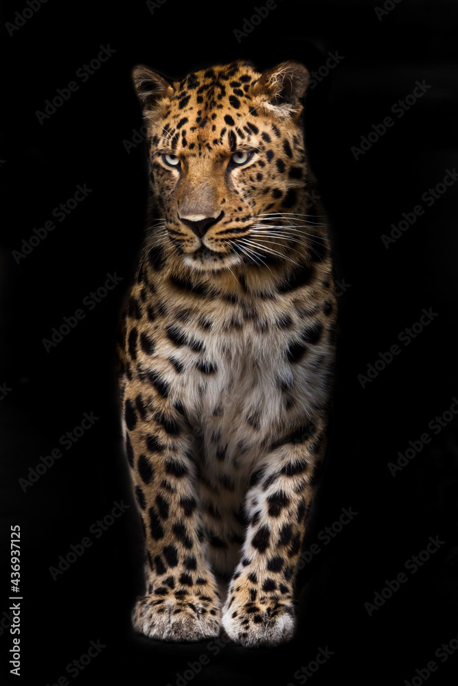 Slender big cat leopard is standing straight and looking Slender big cat leopard is standing straight and looking