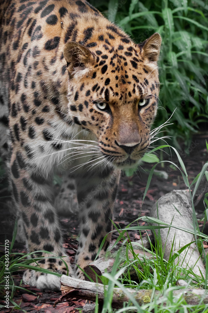 A bright, clear-eyed Amur Far Eastern leopard peeps out from green A bright, clear-eyed Amur Far Eastern leopard peeps out from green