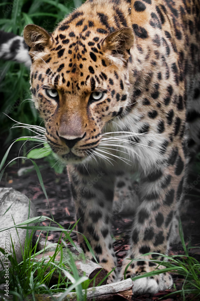 Clear eyes and spotted hair of a handsome Far Eastern leopard Clear eyes and spotted hair of a handsome Far Eastern leopard