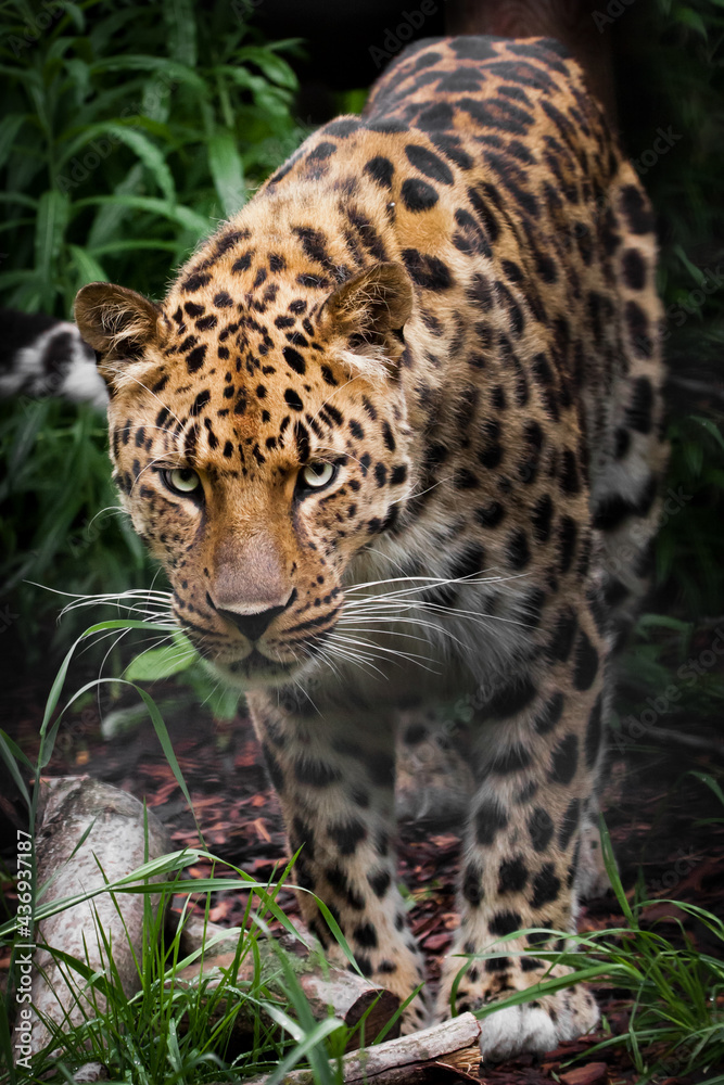 confidently in the semi-darkness there is a full face leopard confidently in the semi-darkness there is a full face leopard