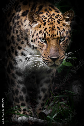  leopard looks dangerously with appraising eyes from the darkness
