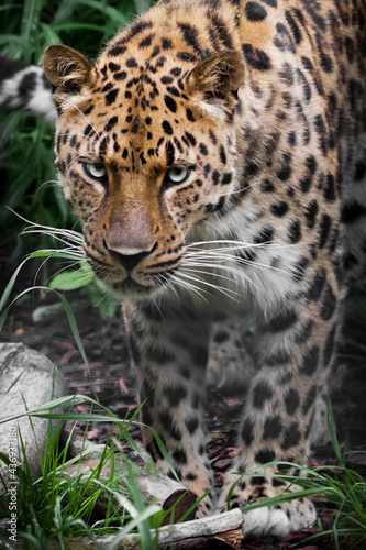 Clear eyes and spotted hair of a handsome Far Eastern leopard