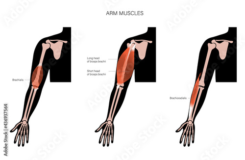 Human arm muscles photo