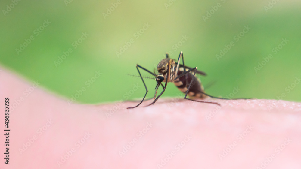 close-up macro of mosquito sucking blood on the skin close-up macro of mosquito sucking blood on the skin