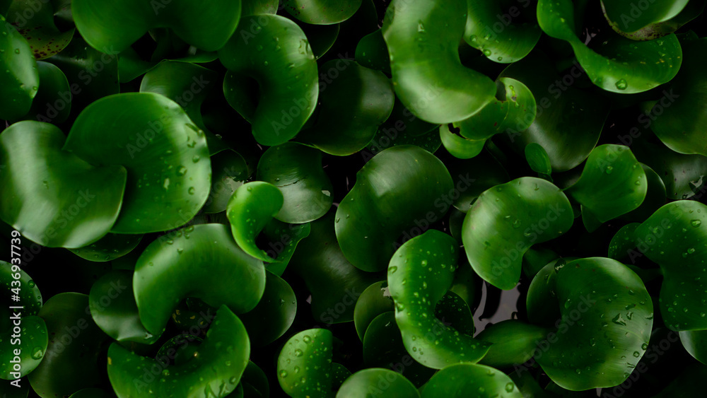 water hyacinth leaf pattern background water hyacinth leaf pattern background
