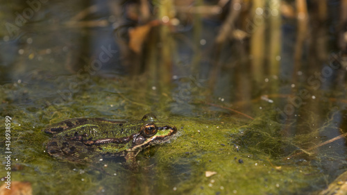 frog in the water