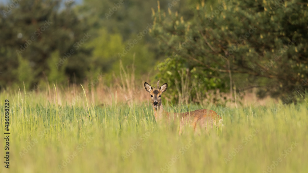 Roe deer in the meadow Roe deer in the meadow