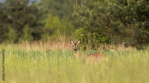 Roe deer in the meadow