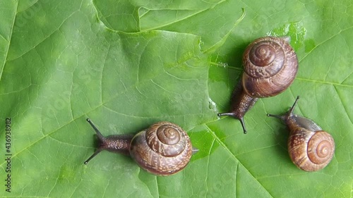 land snails on the plant, close-up