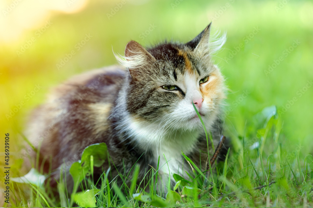 cat of a variegated color is resting in the grass. Selective focus, blurred background
