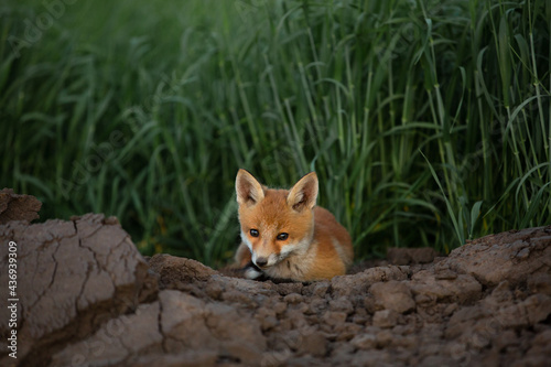 red fox lies on the ground