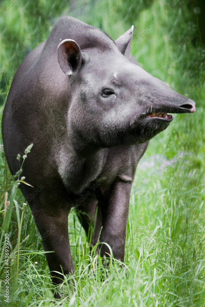 Strange animal tapir with snout sticking straight ahead, Strange animal tapir with snout sticking straight ahead,