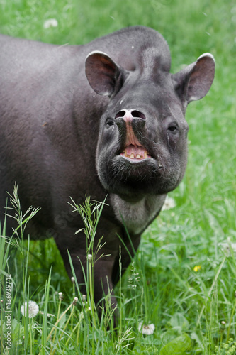 Nostrils protrude forward on the raised proboscis of the tapir muzzle